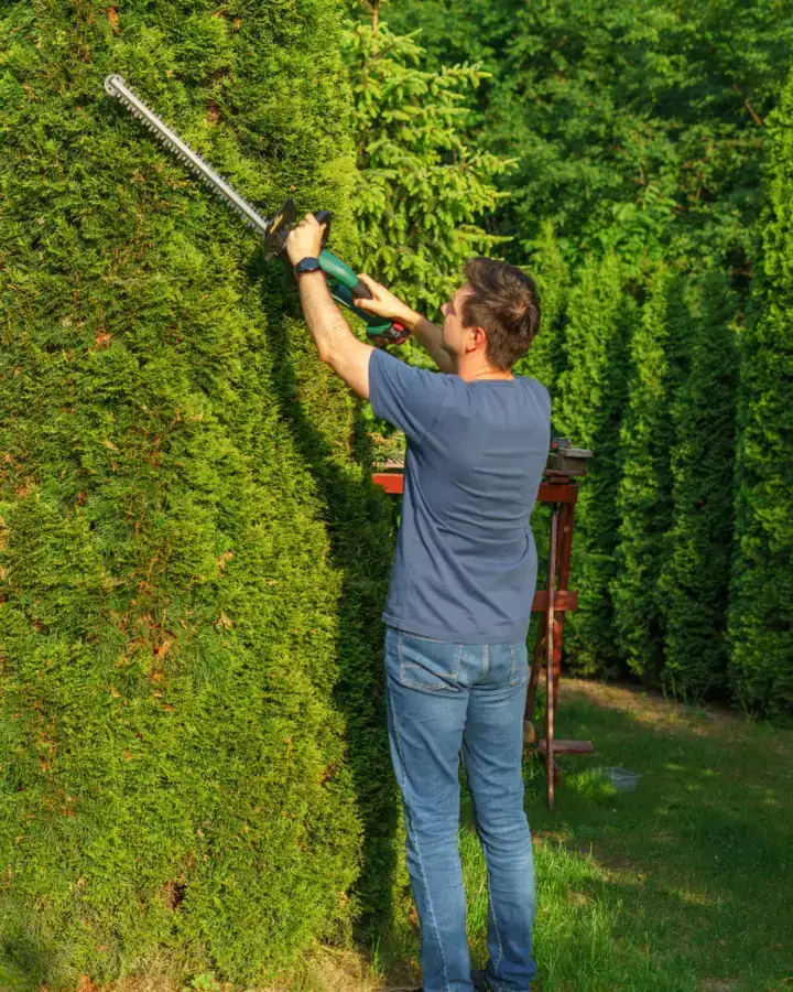 Dee shaping a tall hedge with a trimmer